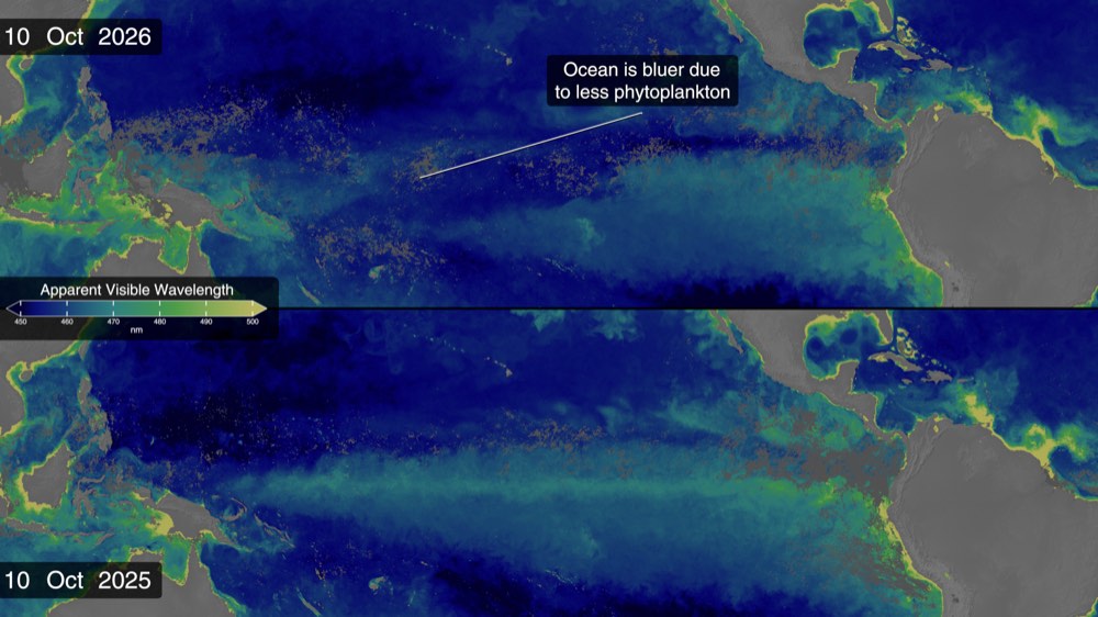 NASA’s October 2026 visualization of ocean-color signals associated with El Niño.